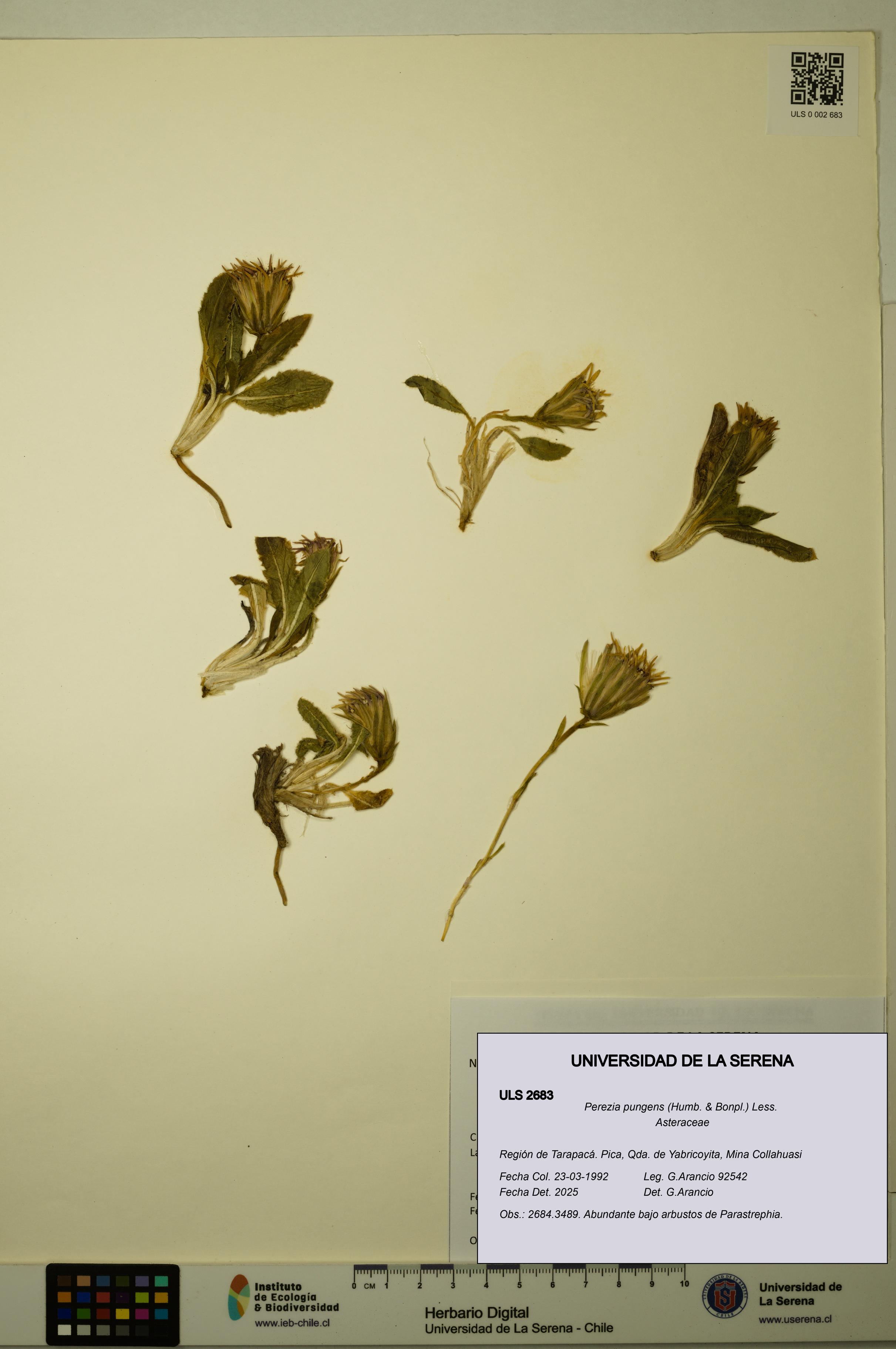 Perezia pungens [Espécimen: ULS:ULS:0002683]