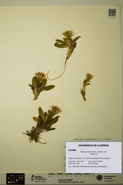 Perezia pungens [Espécimen: ULS:ULS:0002684]