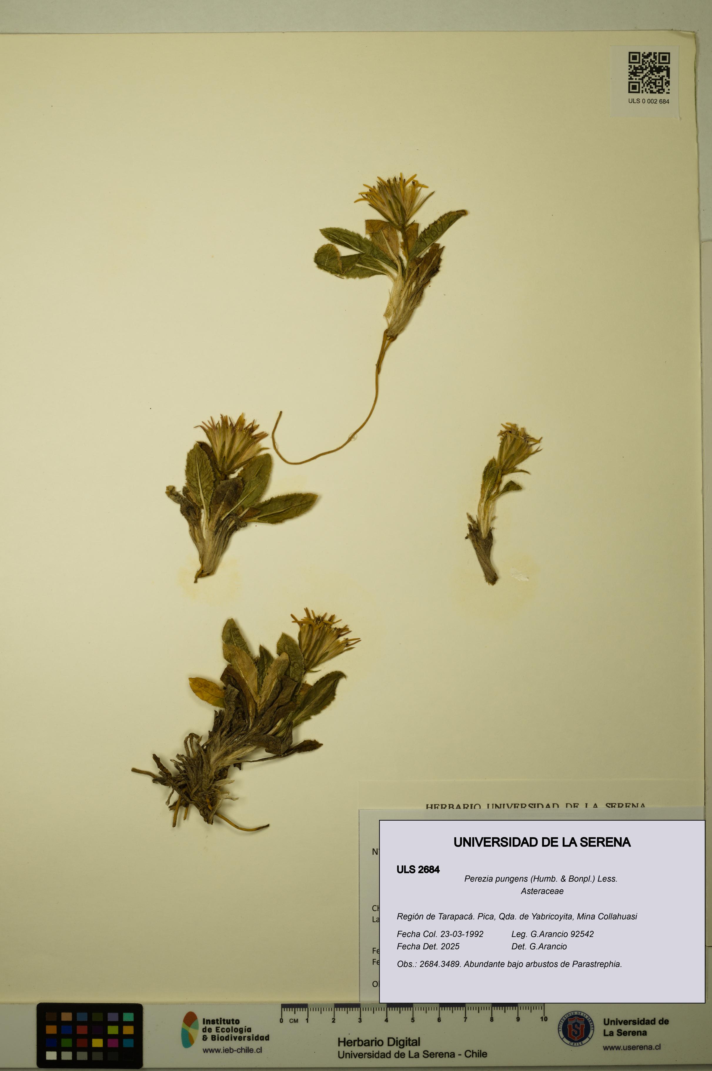 Perezia pungens [Espécimen: ULS:ULS:0002684]