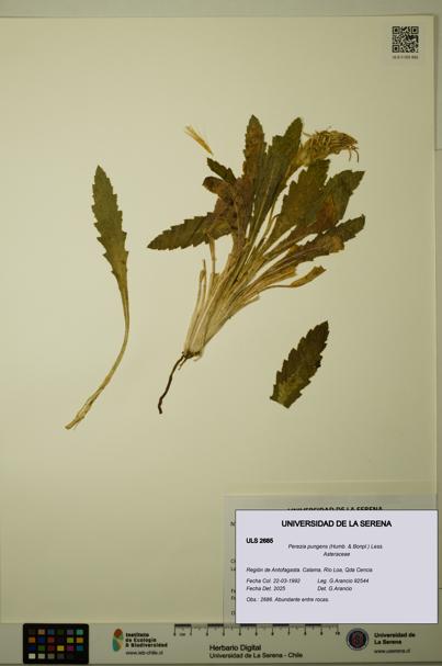 Perezia pungens [Espécimen: ULS:ULS:0002685]