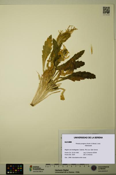 Perezia pungens [Espécimen: ULS:ULS:0002686]