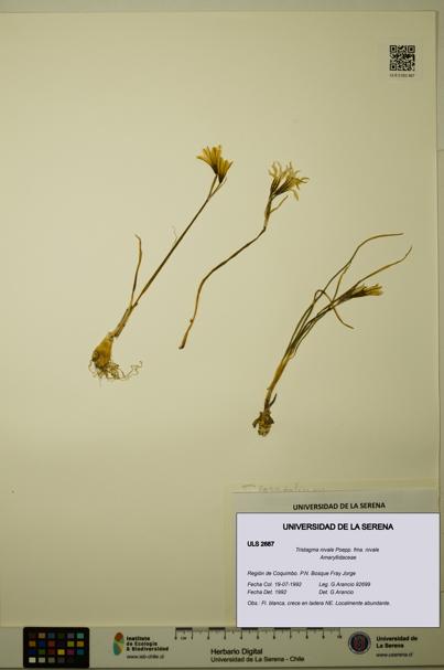 Tristagma nivale fma. nivale [Espécimen: ULS:ULS:0002687]