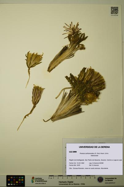 Perezia carthamoides [Espécimen: ULS:ULS:0002689]