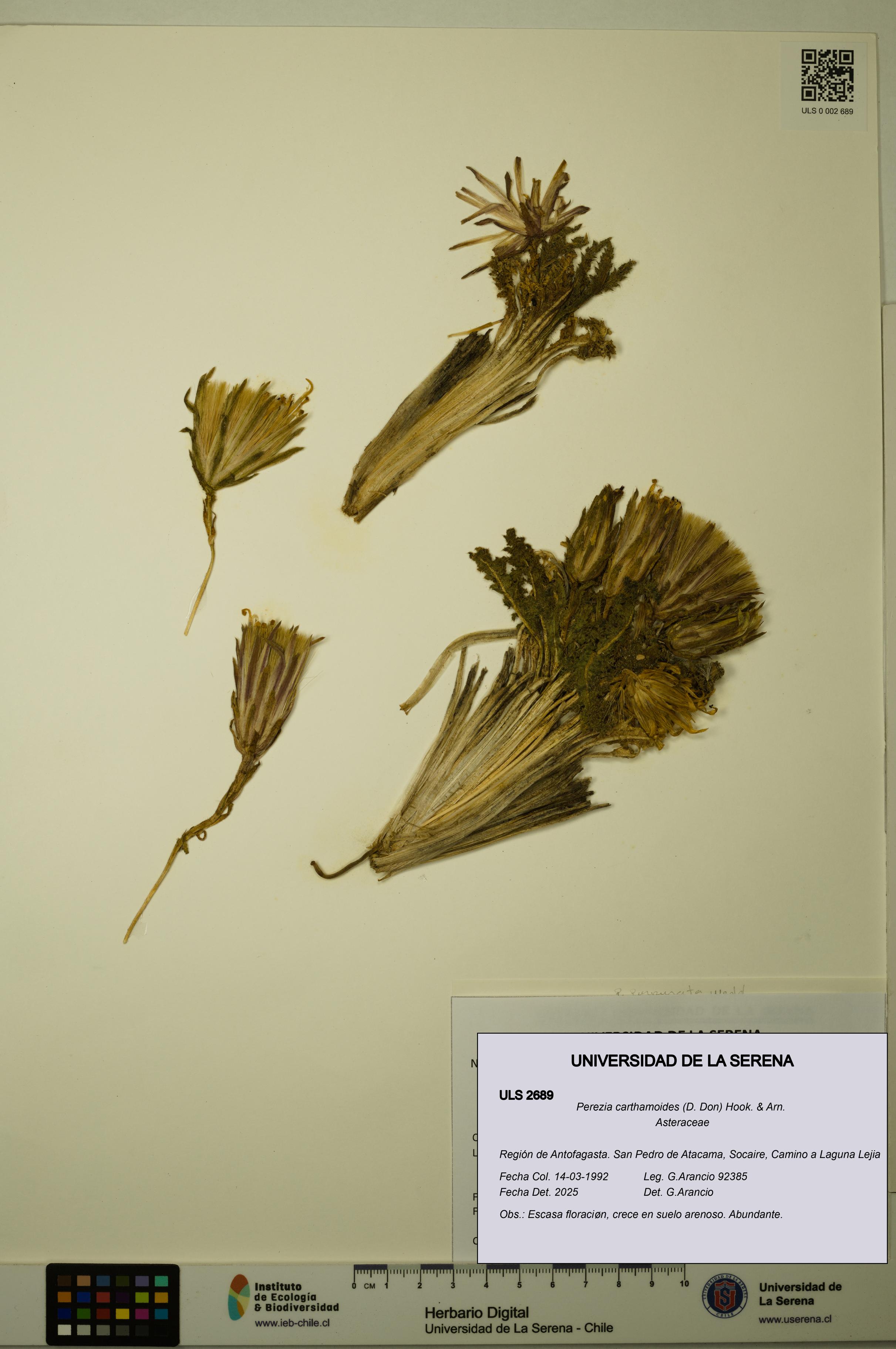 Perezia carthamoides [Espécimen: ULS:ULS:0002689]