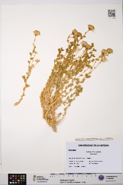 Senecio hirtus [Espécimen: ULS:ULS:0002690]