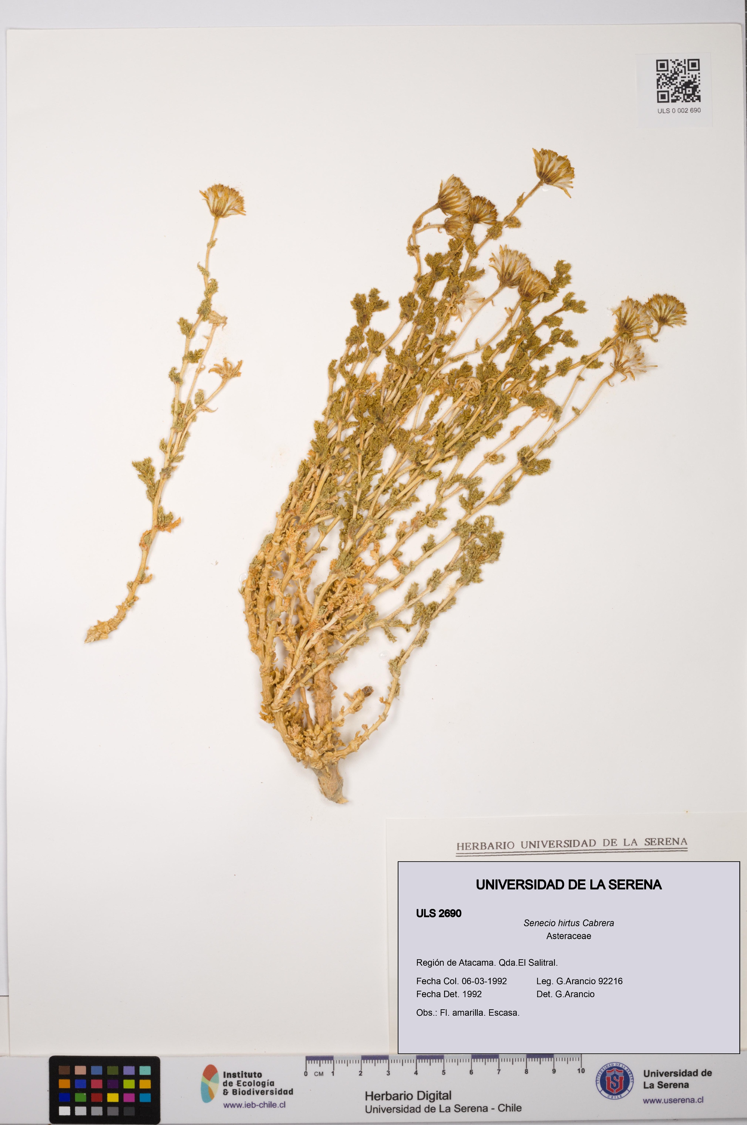Senecio hirtus [Espécimen: ULS:ULS:0002690]