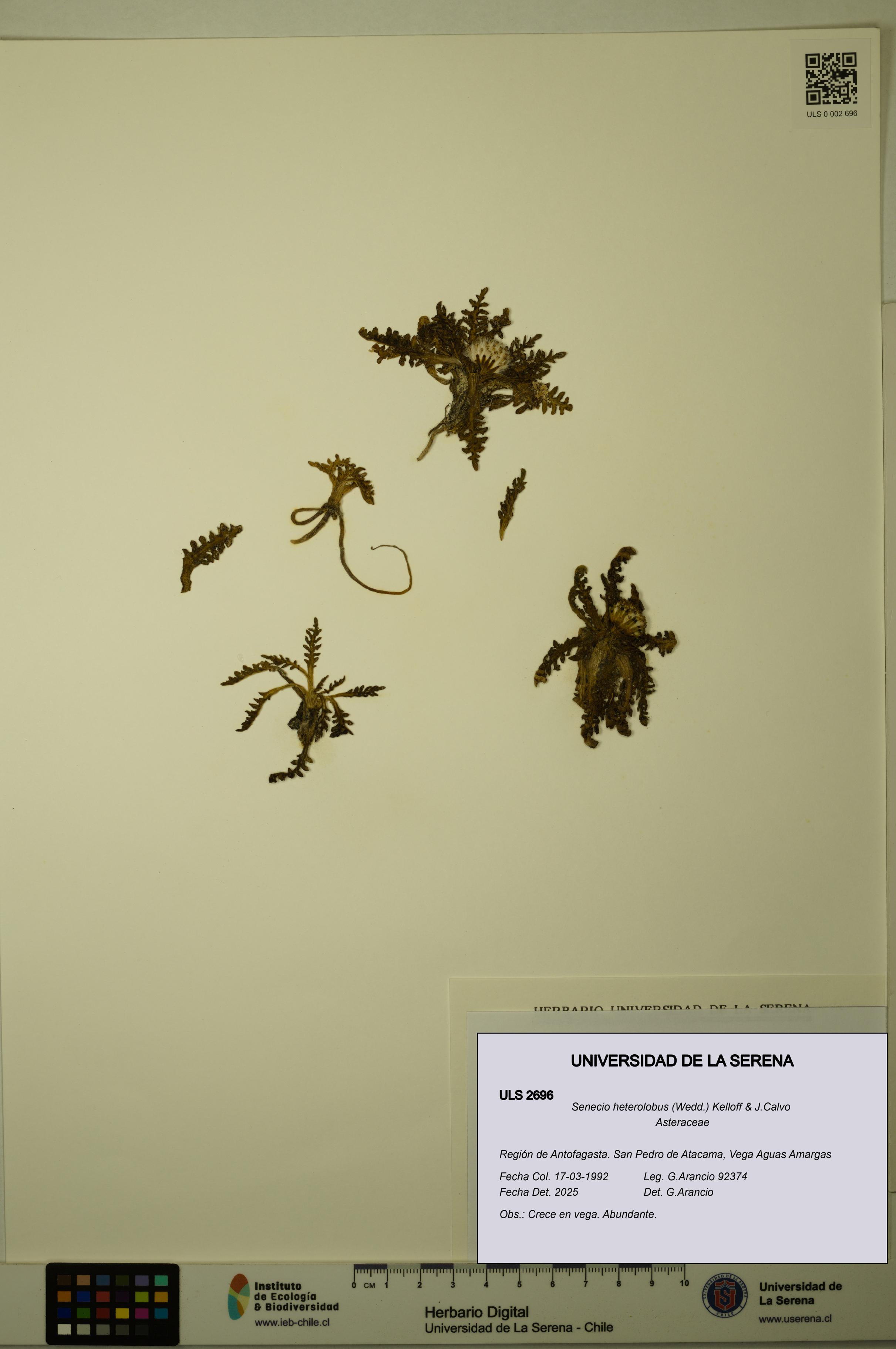 Senecio heterolobus [Espécimen: ULS:ULS:0002696]