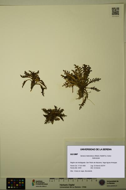 Senecio heterolobus [Espécimen: ULS:ULS:0002697]