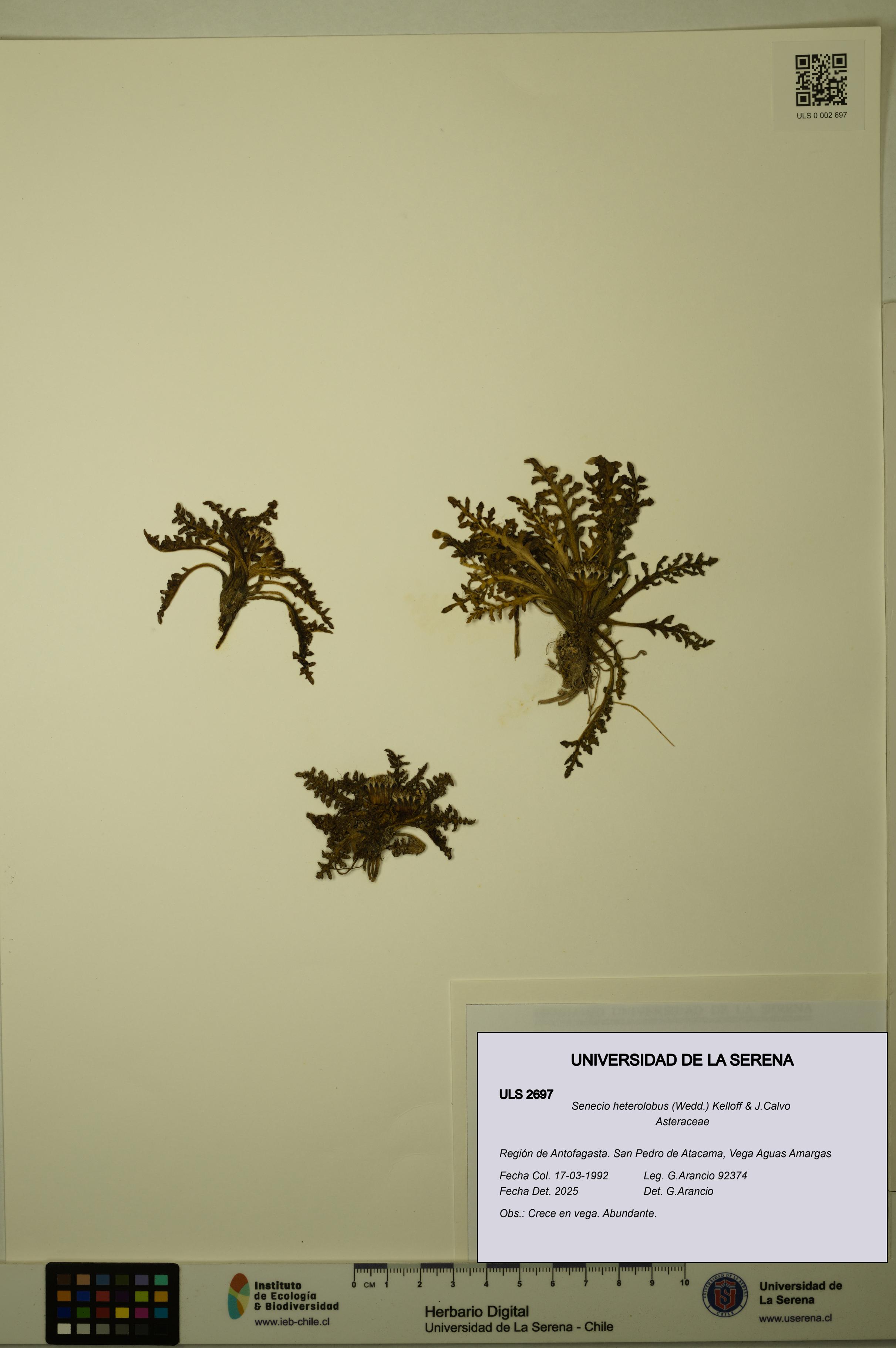 Senecio heterolobus [Espécimen: ULS:ULS:0002697]