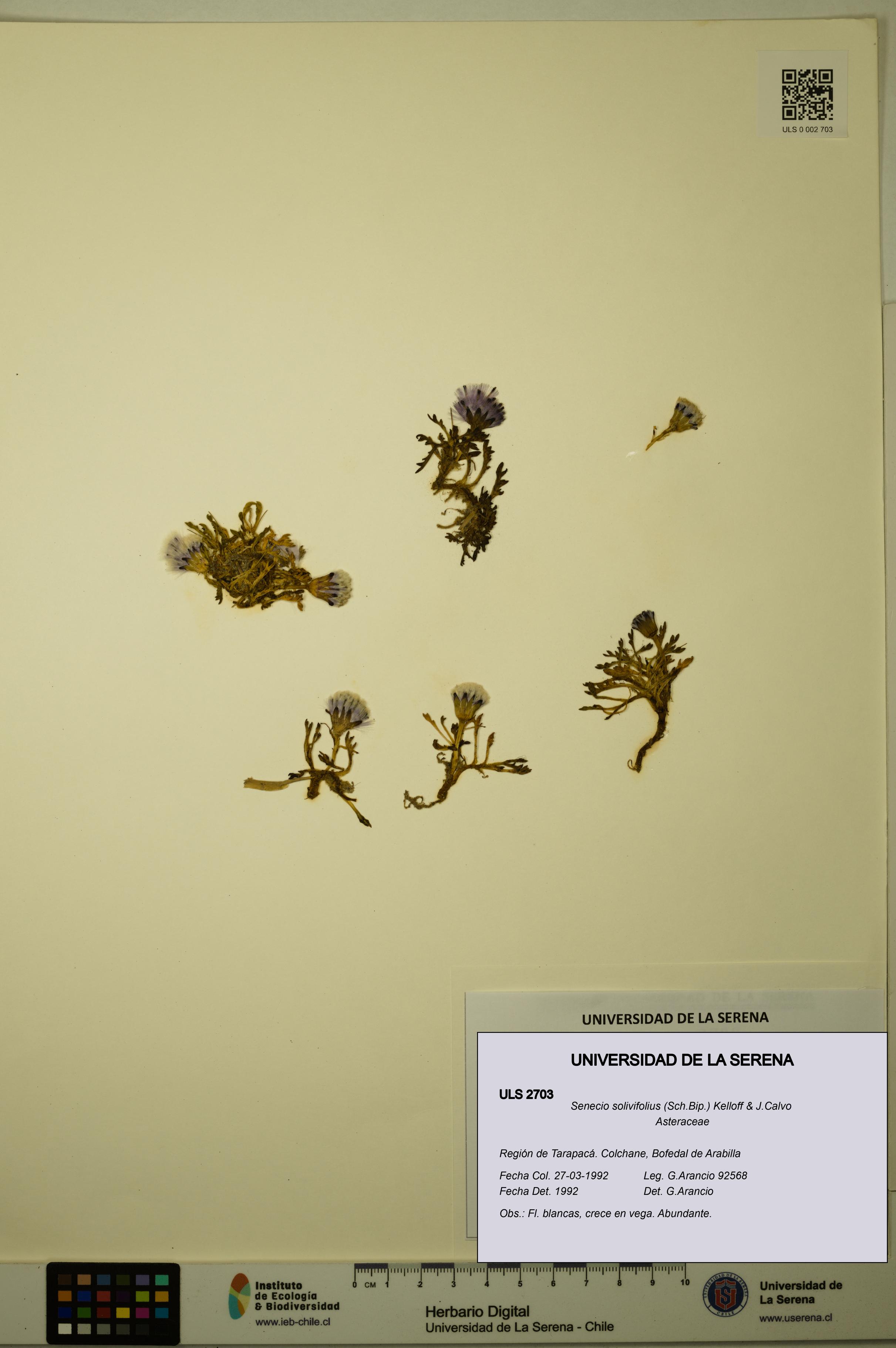 Senecio solivifolius [Espécimen: ULS:ULS:0002703]