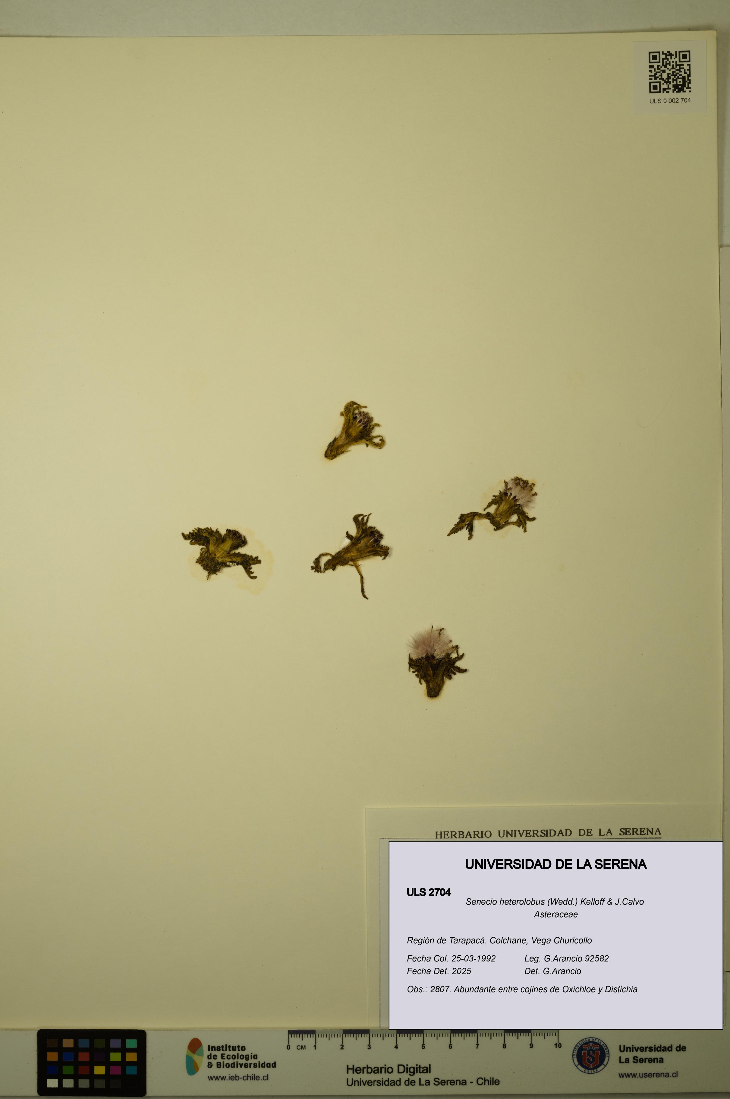 Senecio heterolobus [Espécimen: ULS:ULS:0002704]