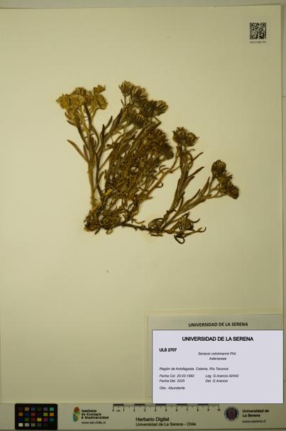 Senecio volckmannii [Espécimen: ULS:ULS:0002707]