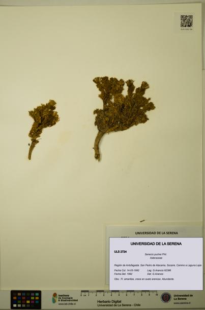 Senecio puchei [Espécimen: ULS:ULS:0002724]