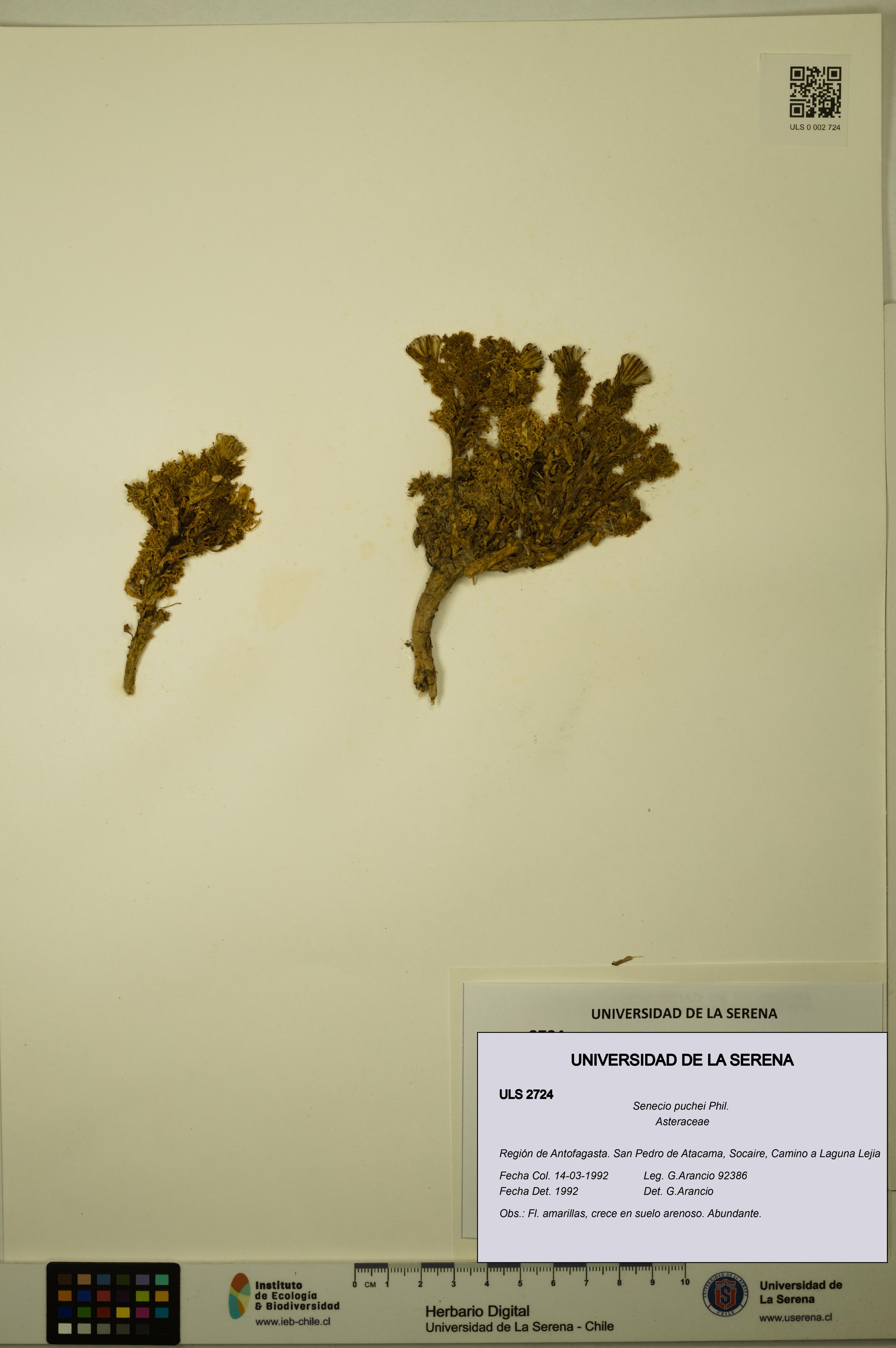 Senecio puchei [Espécimen: ULS:ULS:0002724]