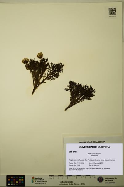 Senecio puchei [Espécimen: ULS:ULS:0002725]