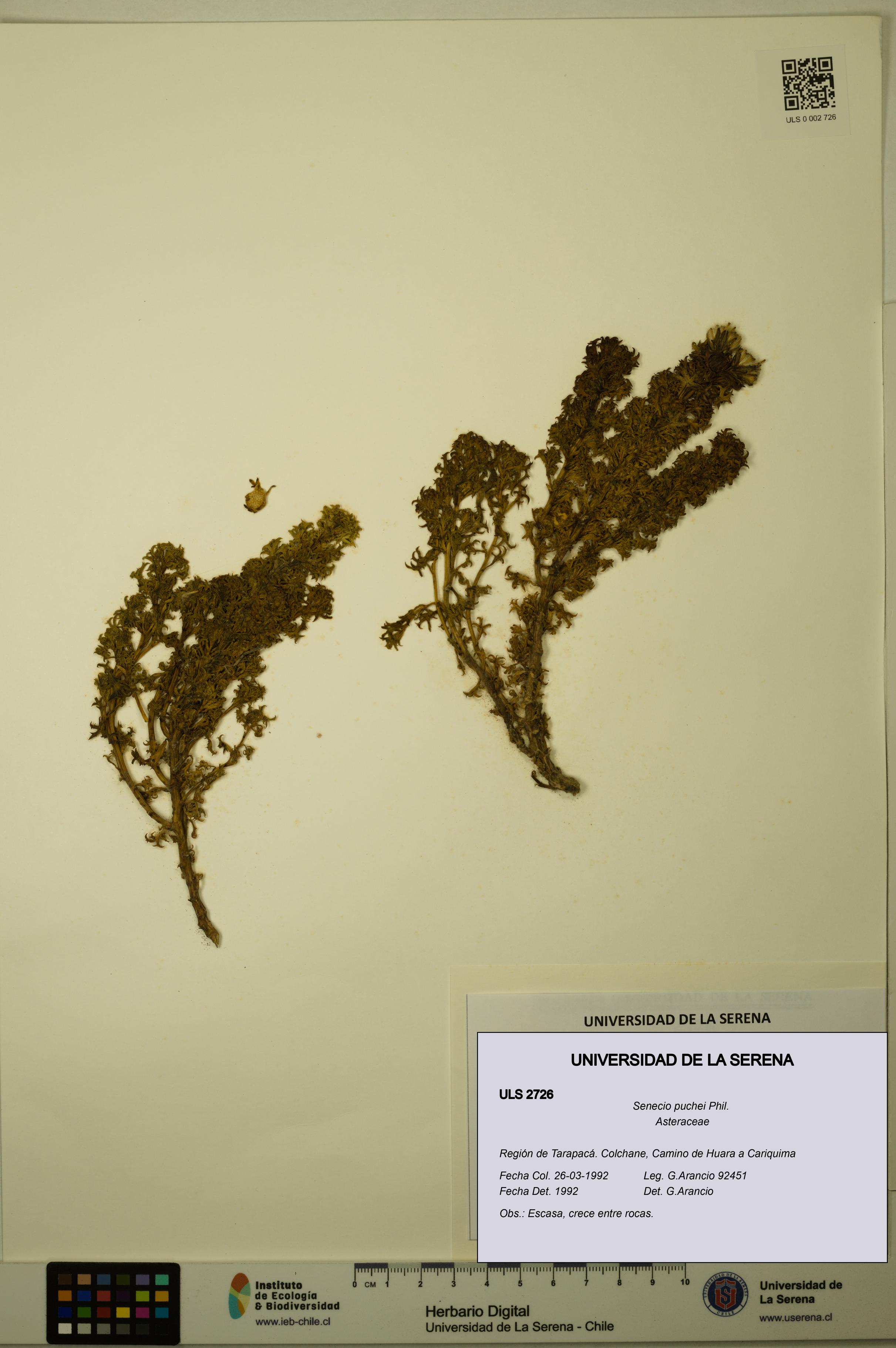 Senecio puchei [Espécimen: ULS:ULS:0002726]
