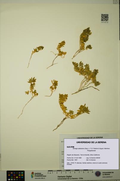 Senega salasiana [Espécimen: ULS:ULS:0002728]