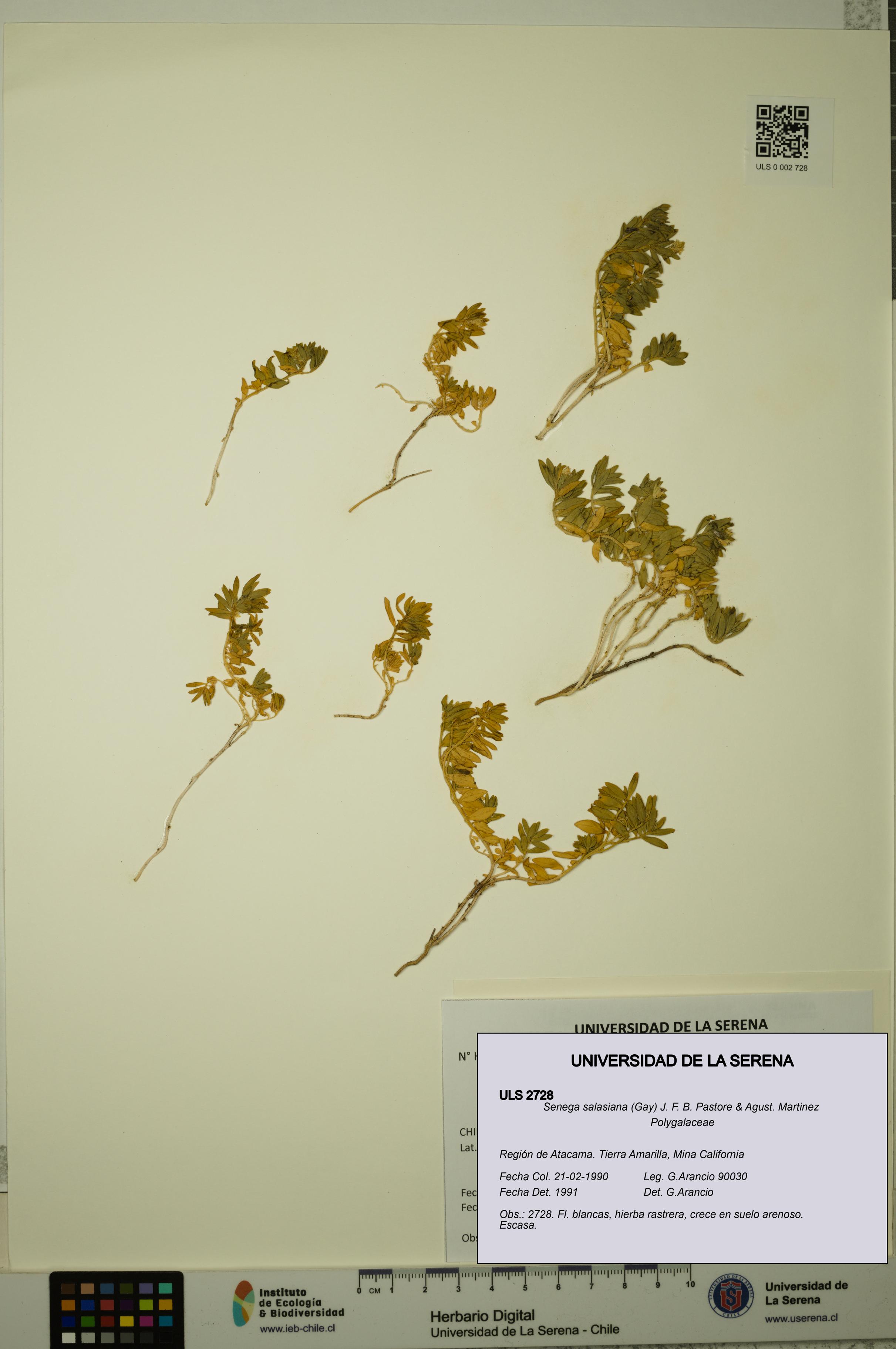 Senega salasiana [Espécimen: ULS:ULS:0002728]