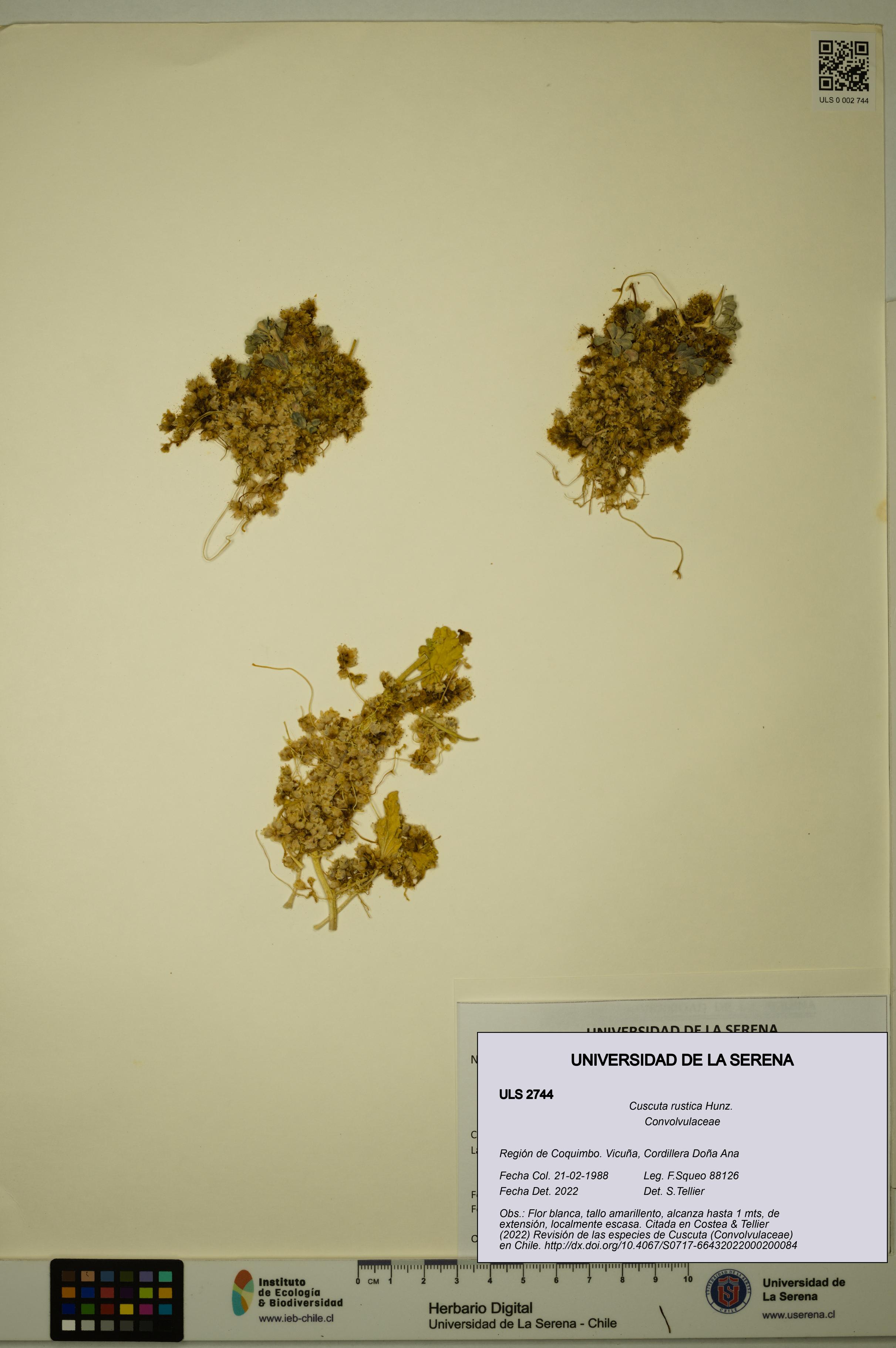 Cuscuta rustica [Espécimen: ULS:ULS:0002744]