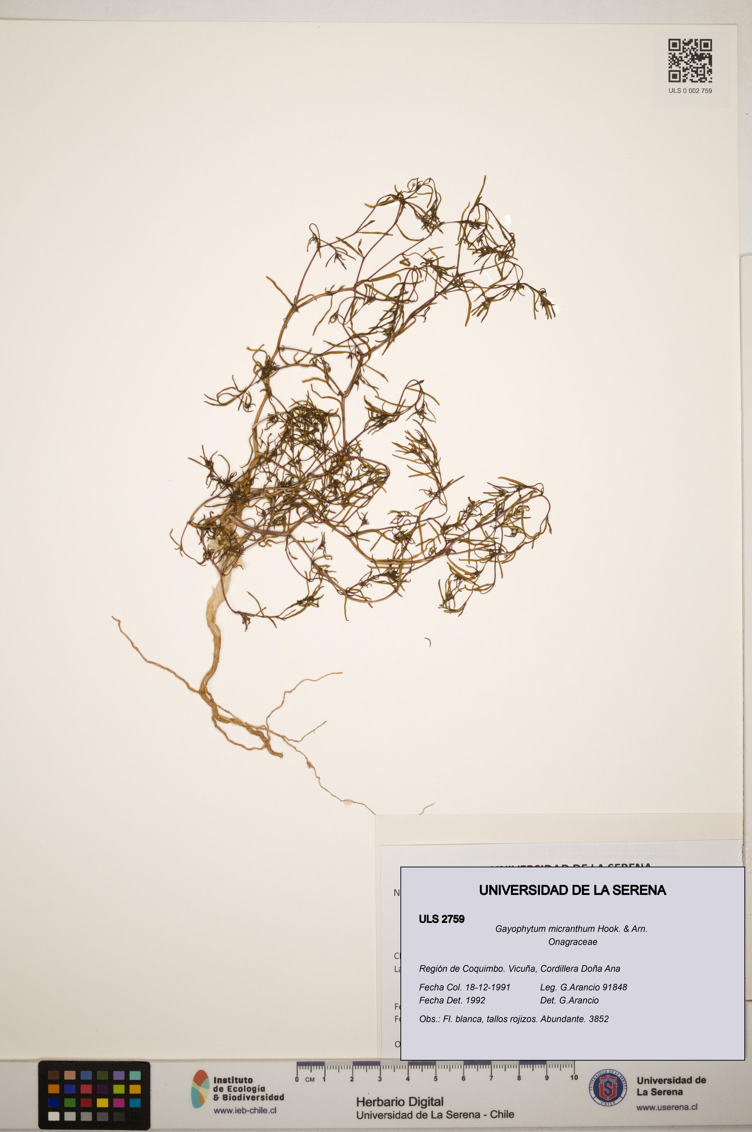 Gayophytum micranthum [Espécimen: ]