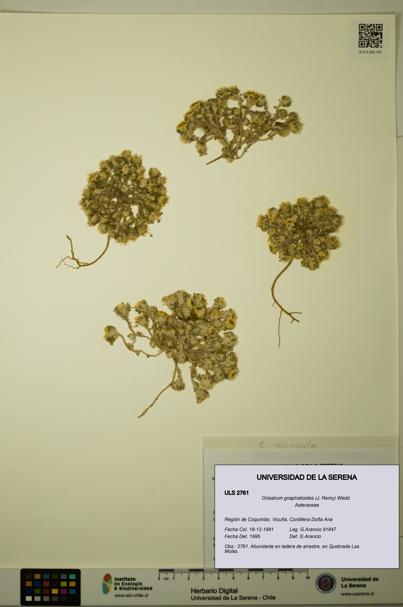 Oriastrum gnaphalioides [Espécimen: ULS:ULS:0002761]