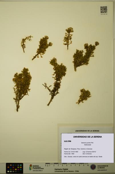 Senecio puchei [Espécimen: ULS:ULS:0002769]