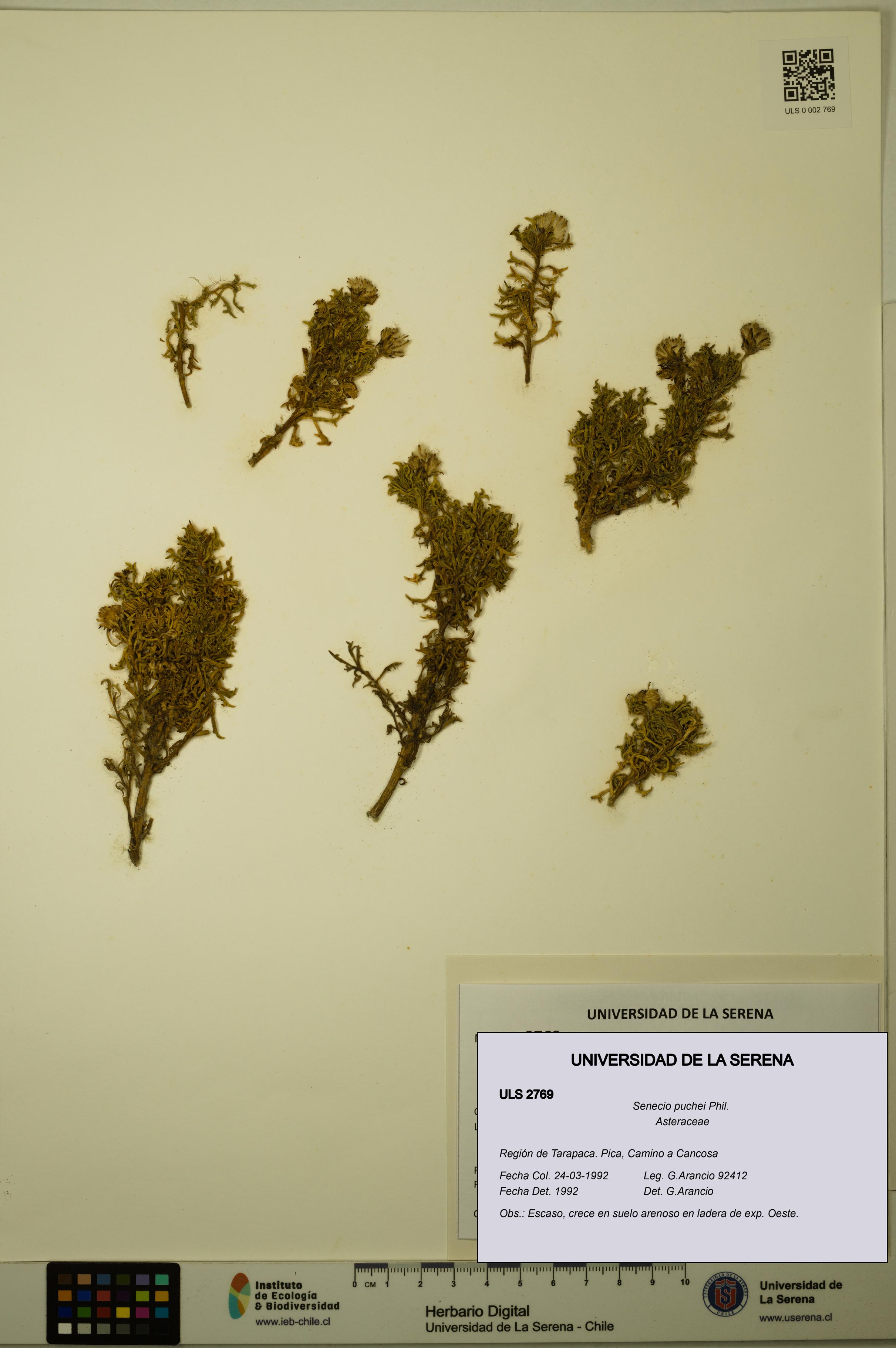 Senecio puchei [Espécimen: ULS:ULS:0002769]