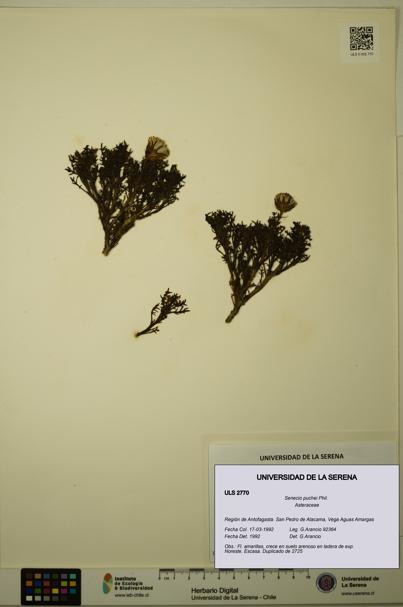 Senecio puchei [Espécimen: ULS:ULS:0002770]