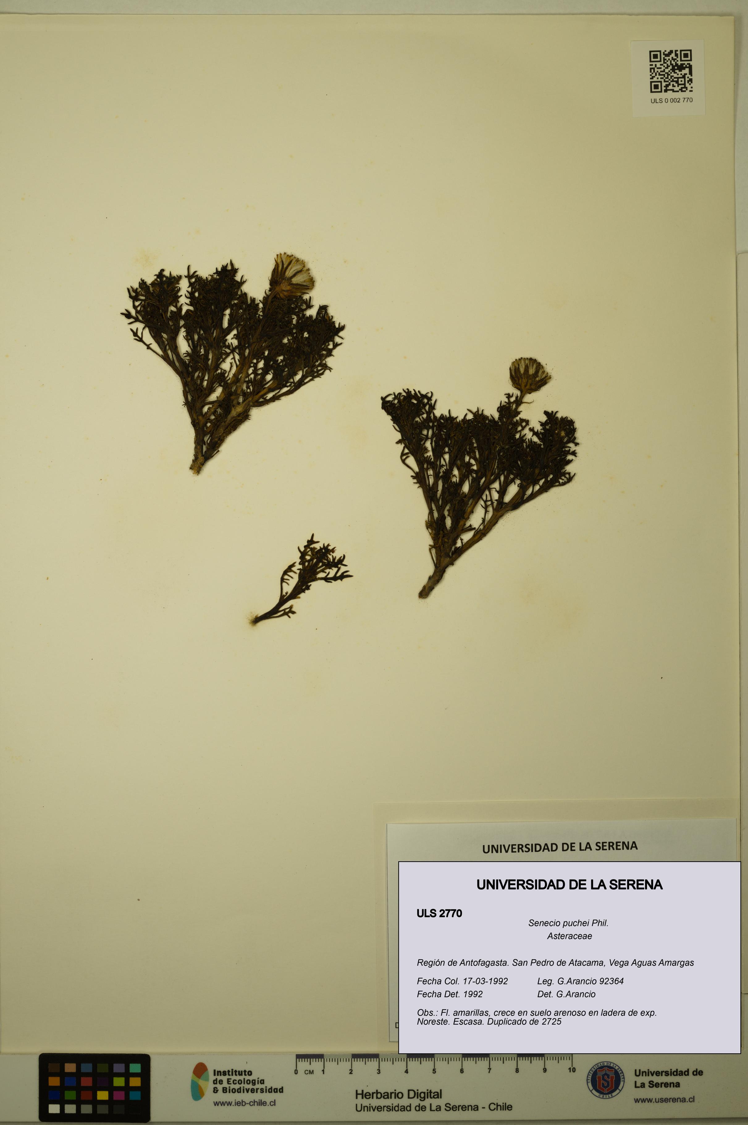 Senecio puchei [Espécimen: ULS:ULS:0002770]