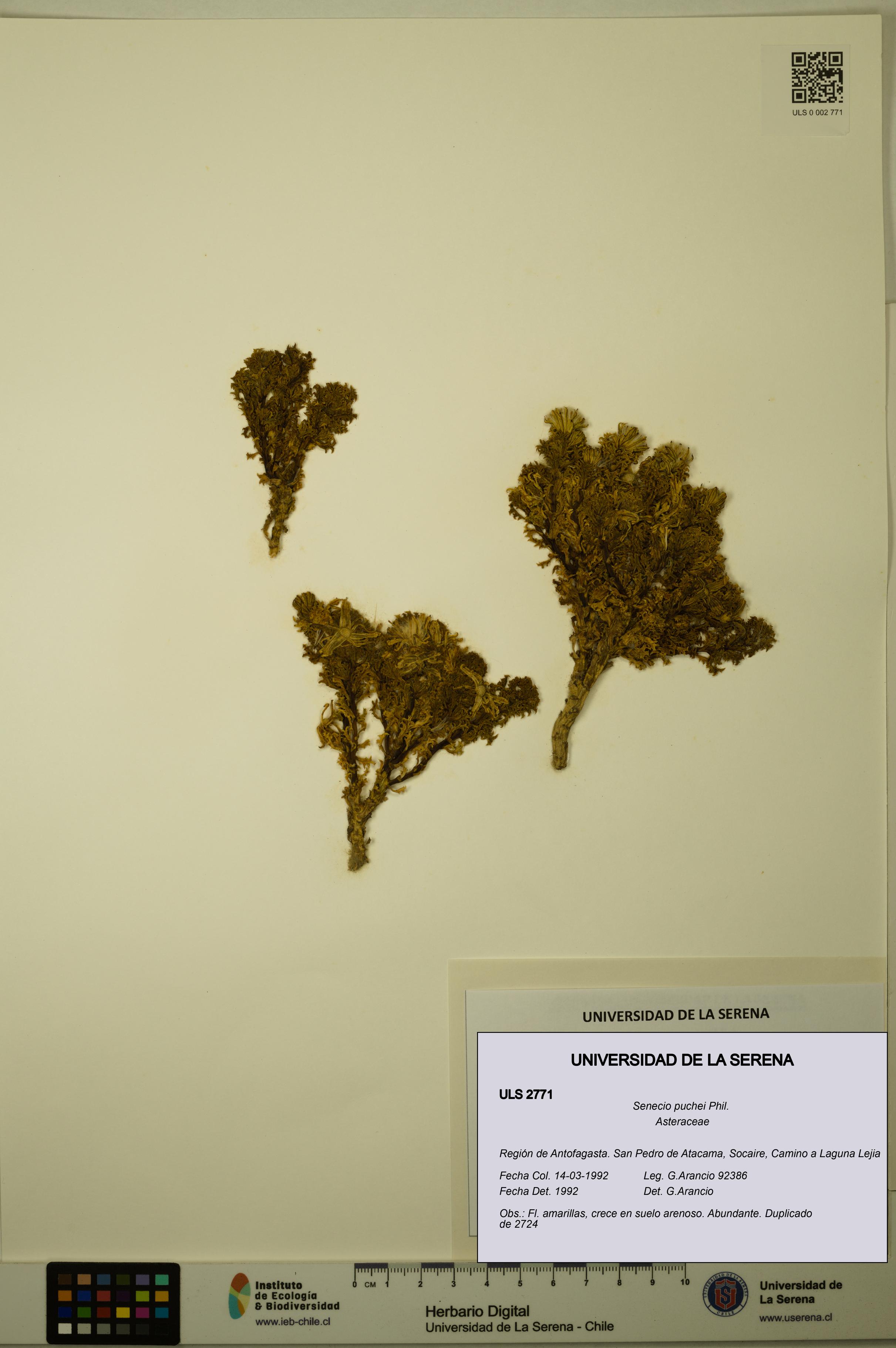 Senecio puchei [Espécimen: ULS:ULS:0002771]