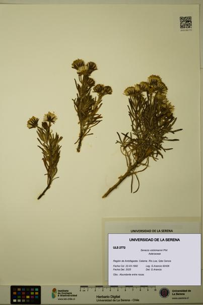Senecio volckmannii [Espécimen: ULS:ULS:0002772]