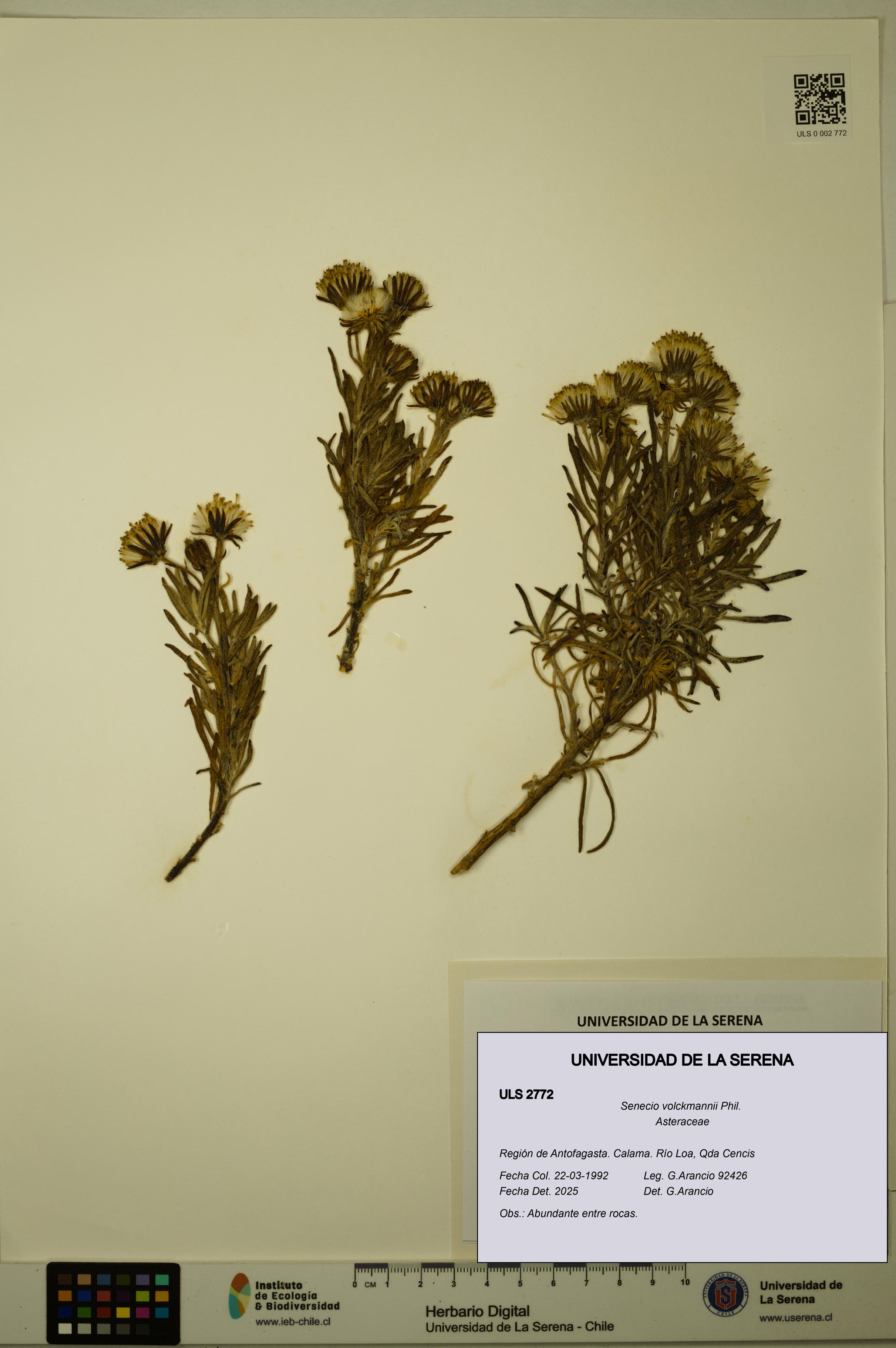 Senecio volckmannii [Espécimen: ULS:ULS:0002772]