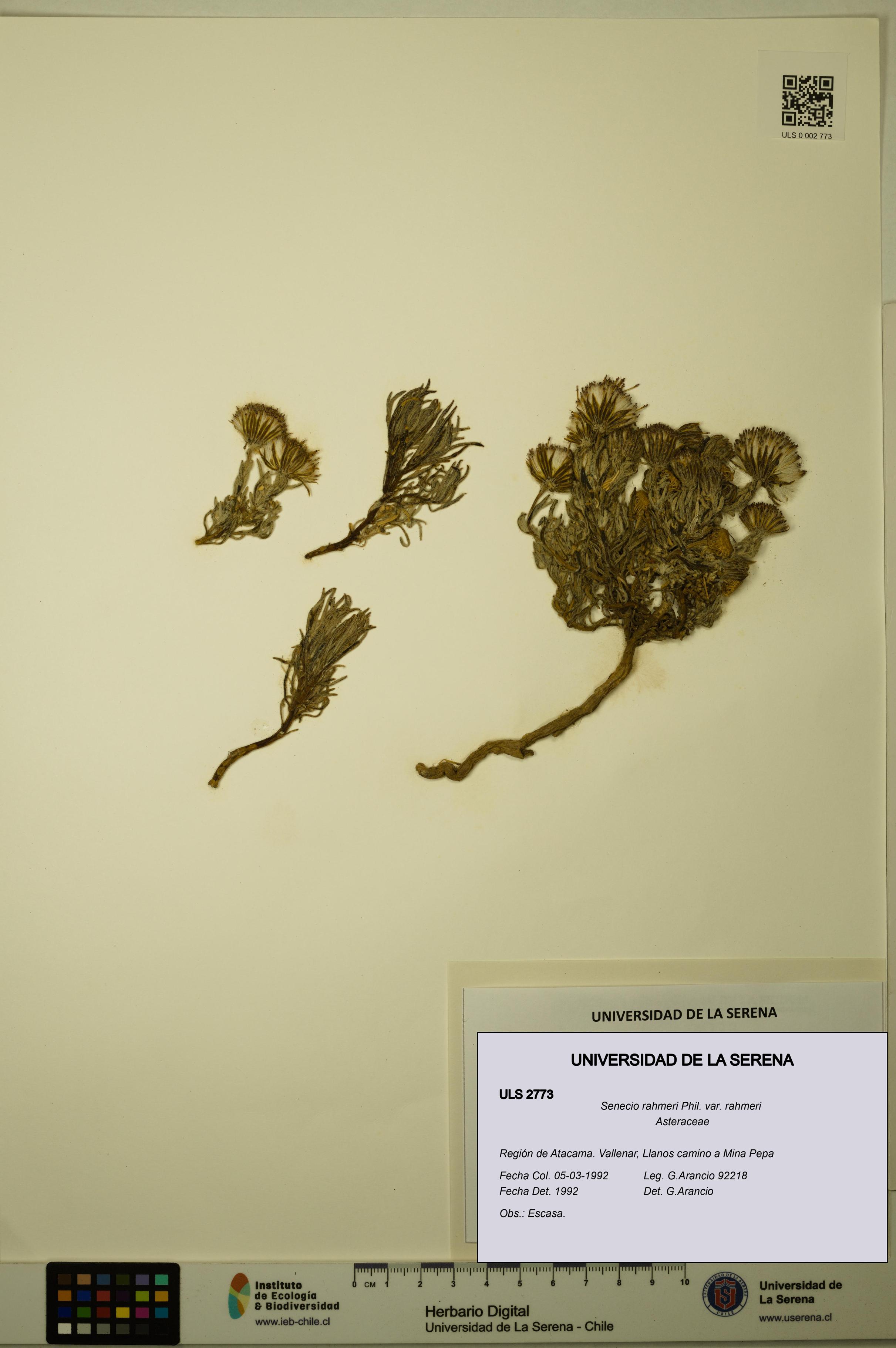 Senecio rahmeri var. rahmeri [Espécimen: ]
