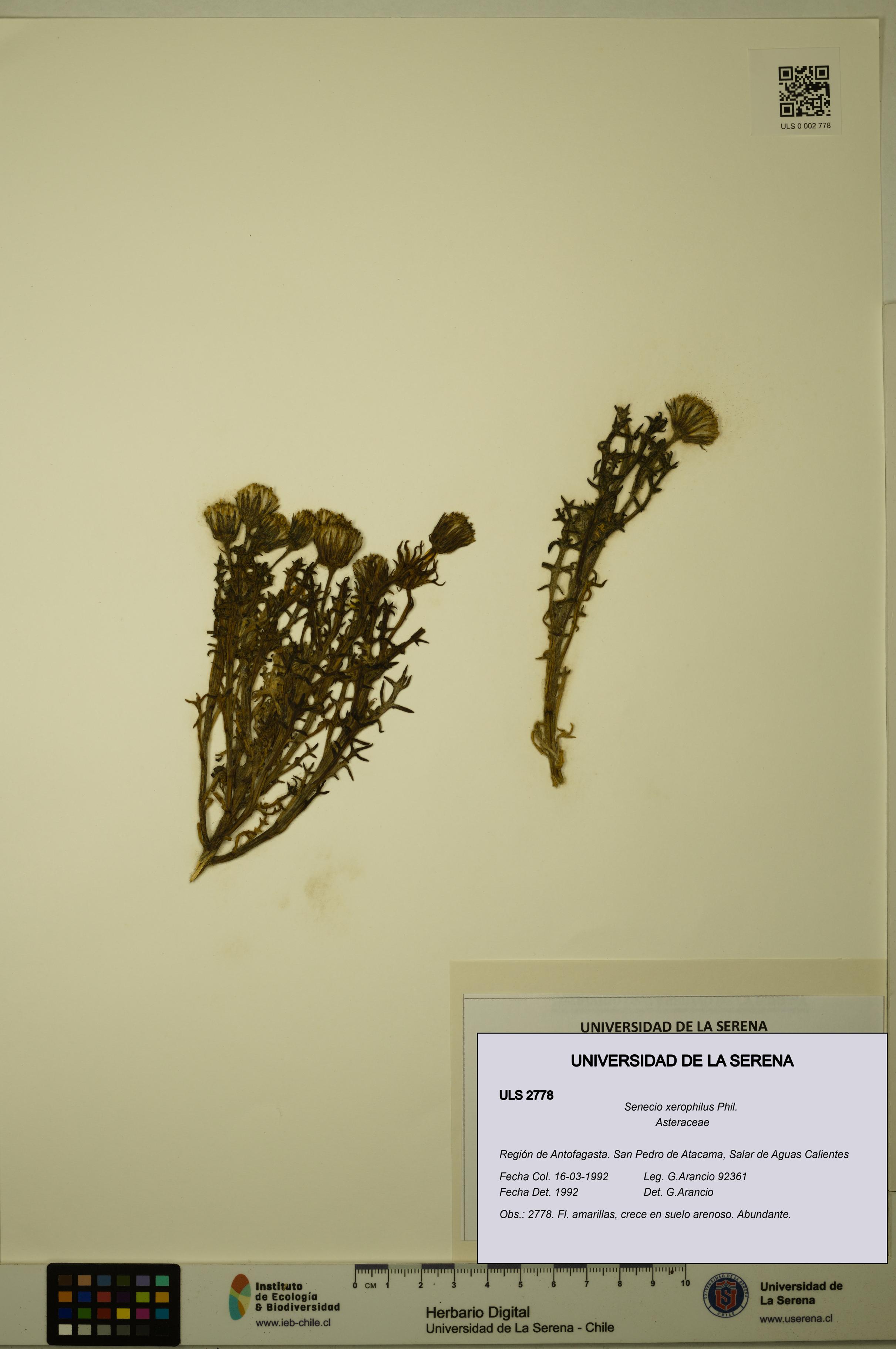 Senecio xerophilus [Espécimen: ULS:ULS:0002778]