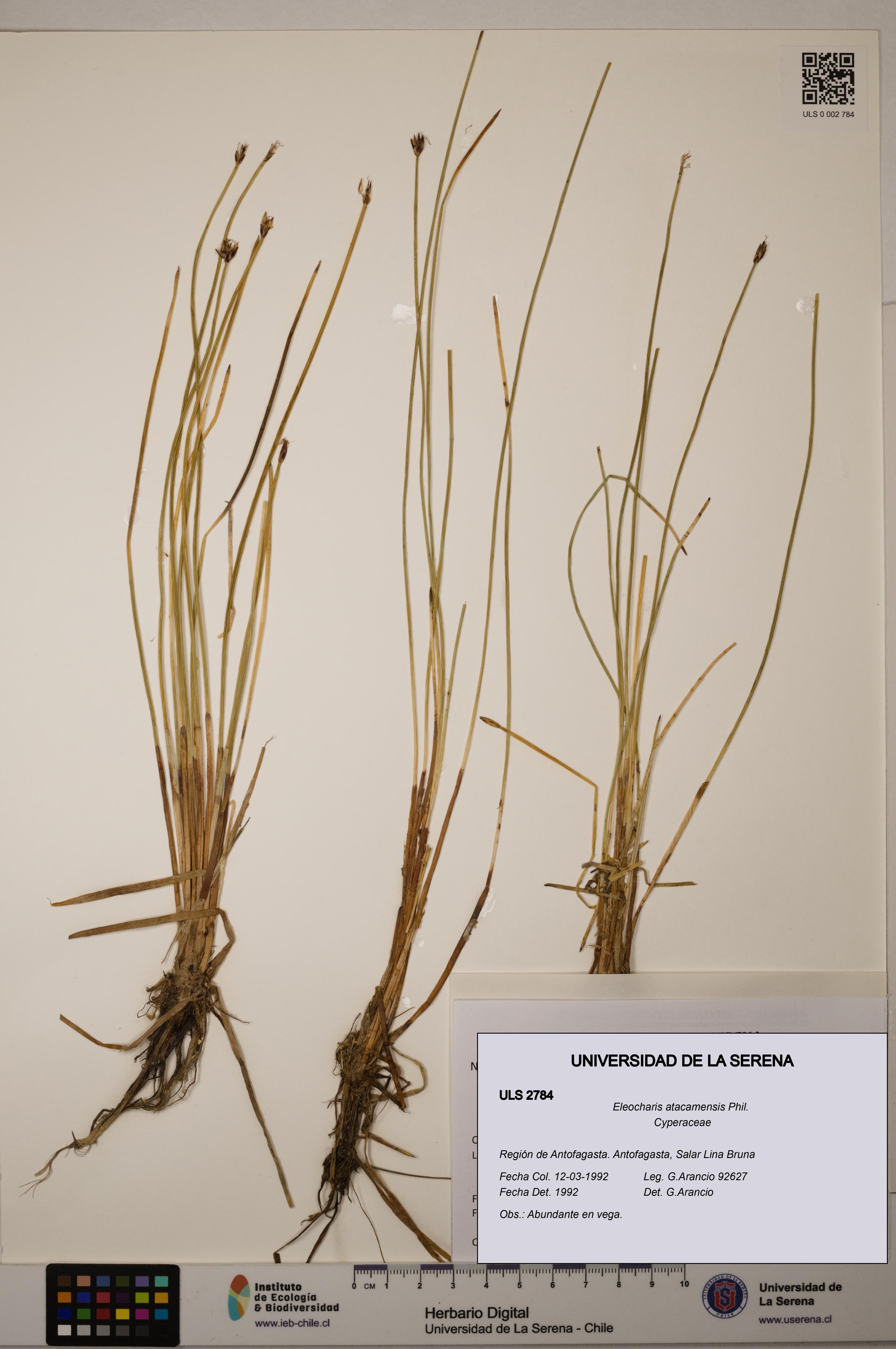 Eleocharis atacamensis [Espécimen: ULS:ULS:0002784]