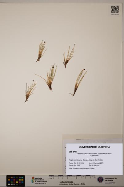 Eleocharis pseudoalbibracteata [Espécimen: ULS:ULS:0002785]