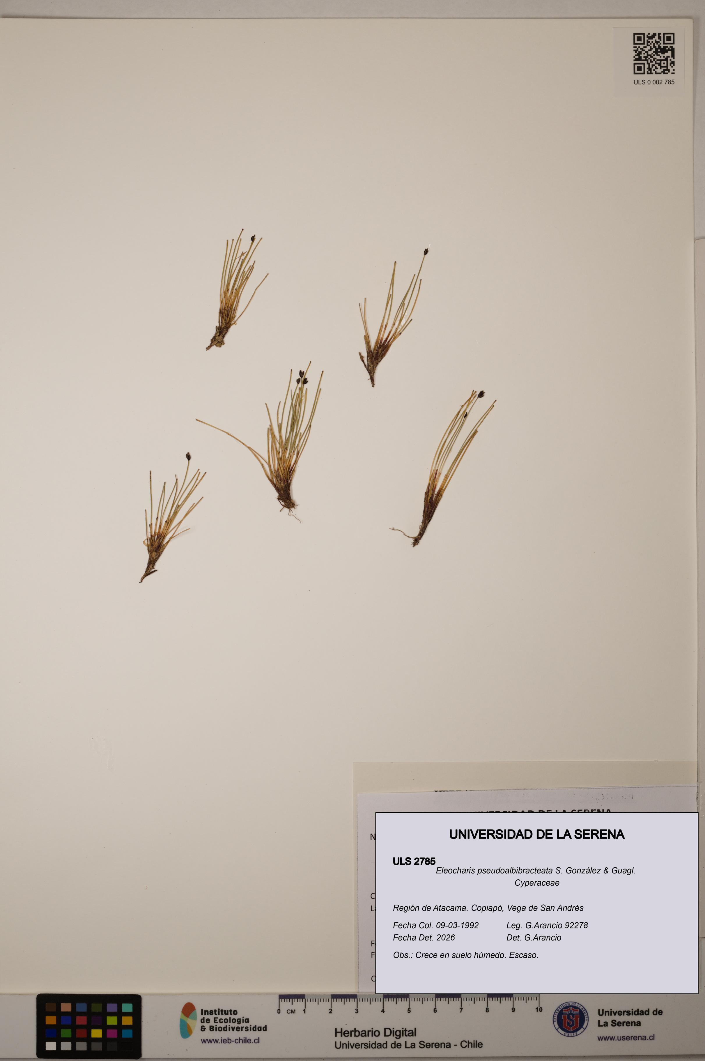 Eleocharis pseudoalbibracteata [Espécimen: ULS:ULS:0002785]