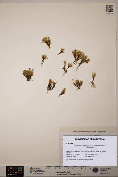Phylloscirpus deserticola [Espécimen: ULS:ULS:0002786]