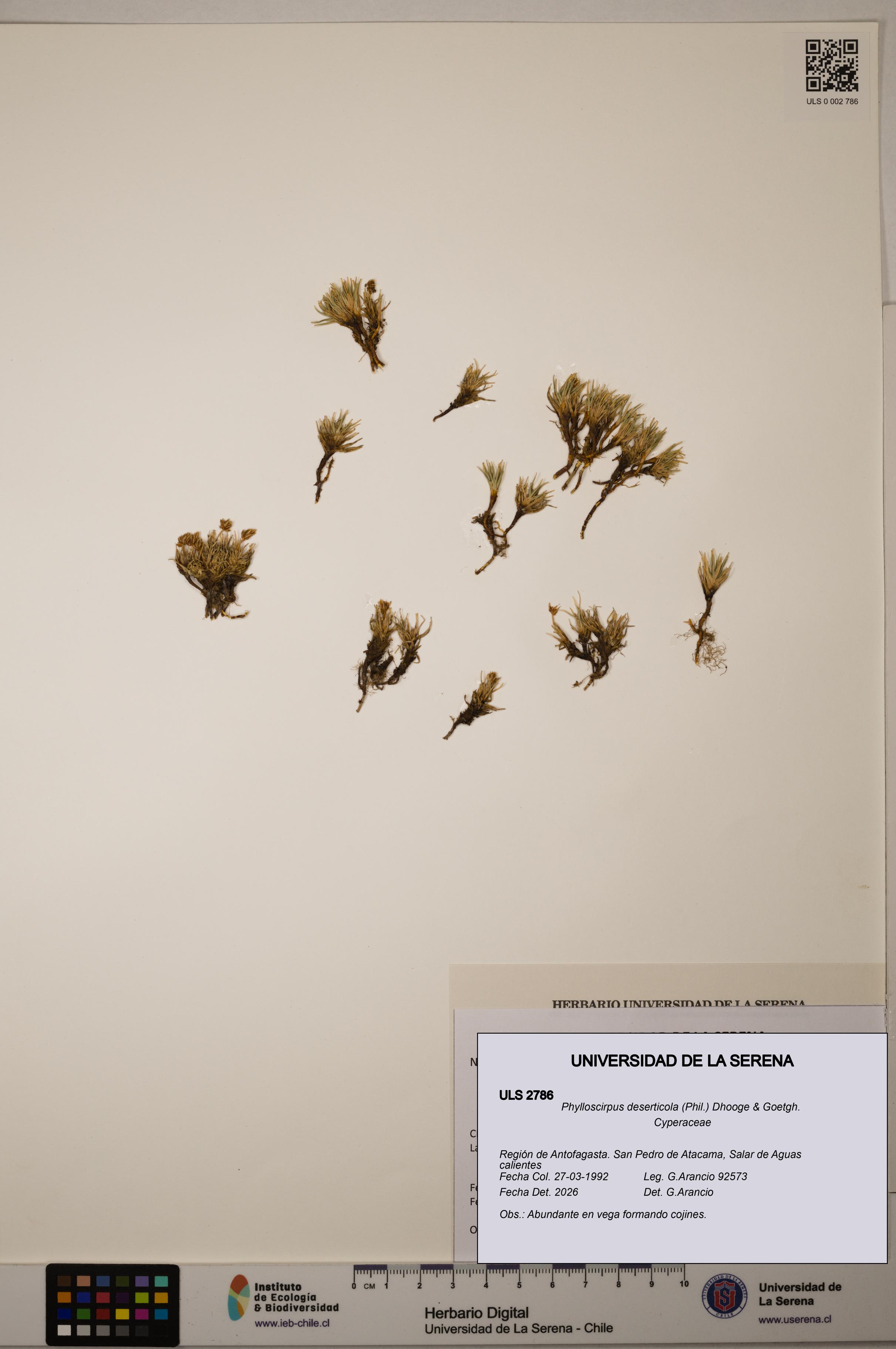 Phylloscirpus deserticola [Espécimen: ULS:ULS:0002786]