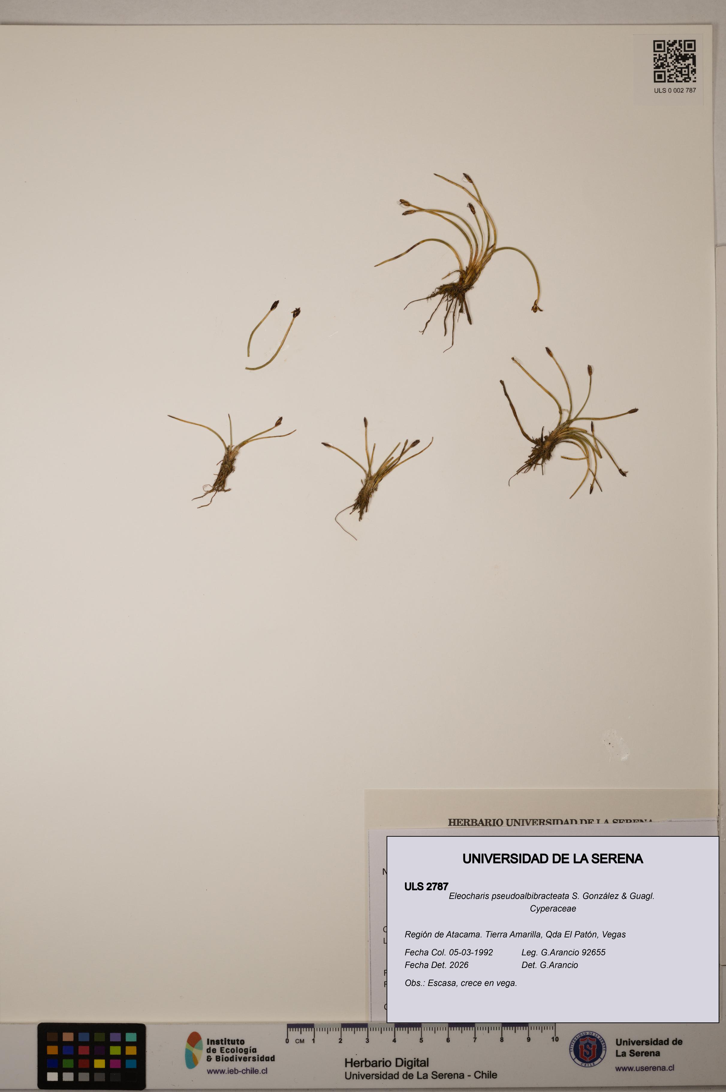 Eleocharis pseudoalbibracteata [Espécimen: ULS:ULS:0002787]
