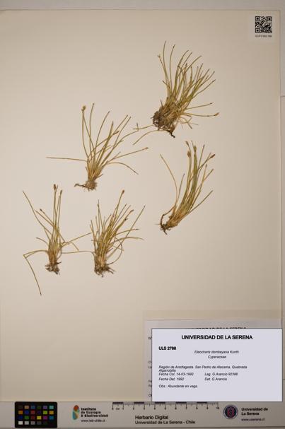 Eleocharis dombeyana [Espécimen: ULS:ULS:0002788]