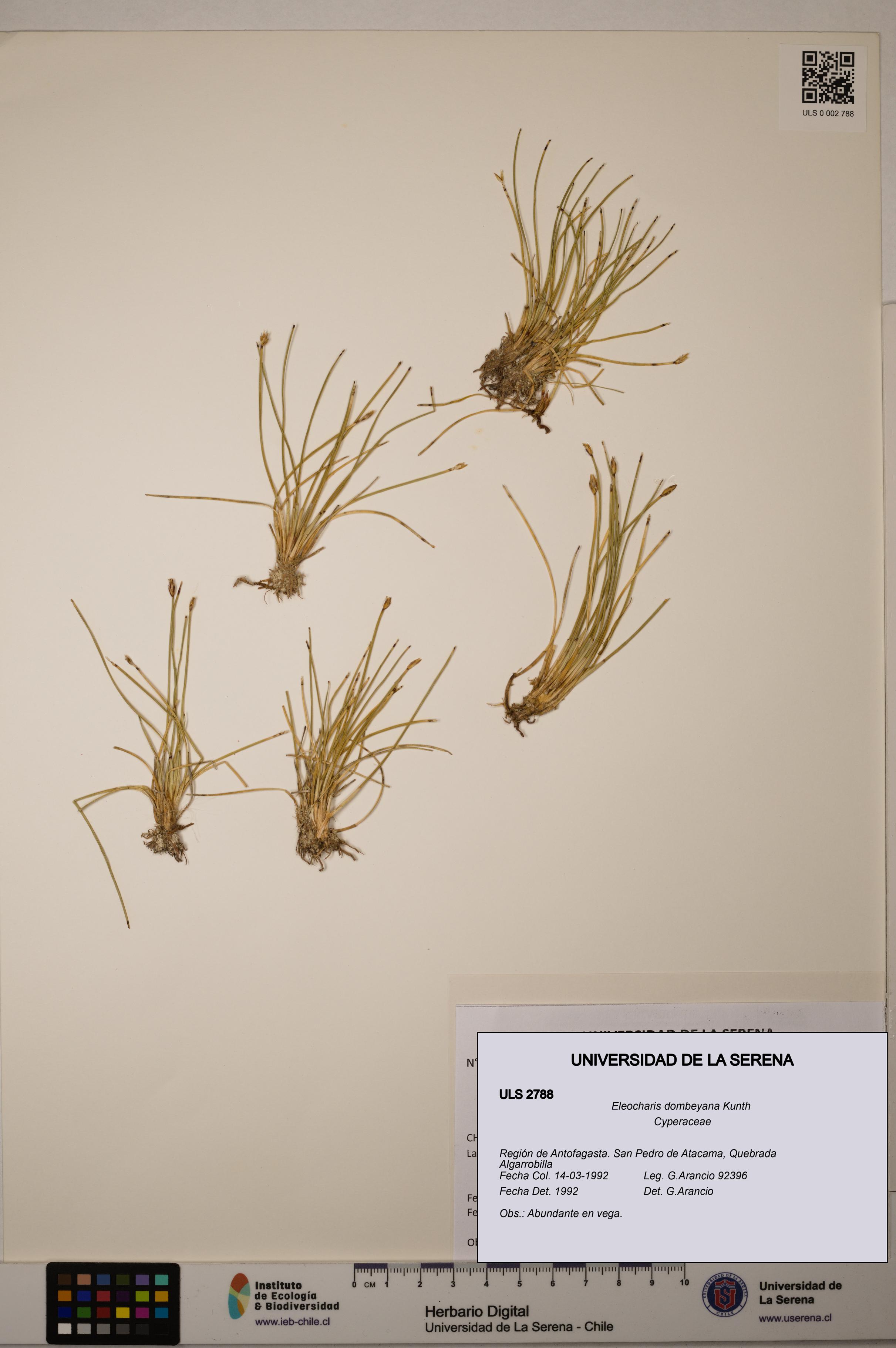 Eleocharis dombeyana [Espécimen: ULS:ULS:0002788]