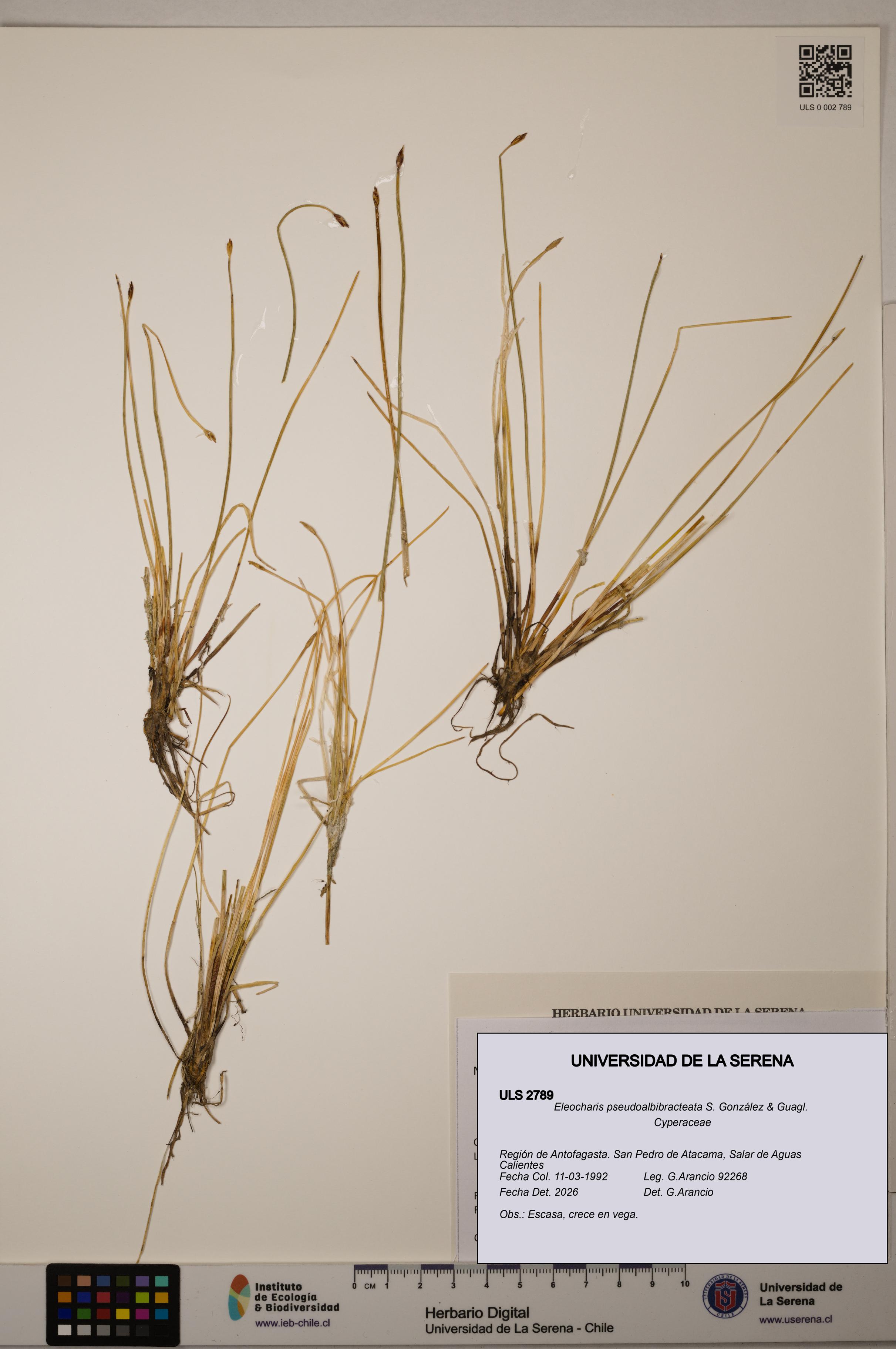 Eleocharis pseudoalbibracteata [Espécimen: ULS:ULS:0002789]