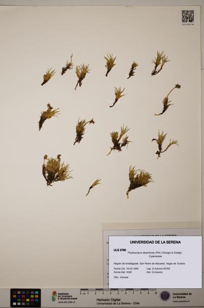 Phylloscirpus deserticola [Espécimen: ULS:ULS:0002790]