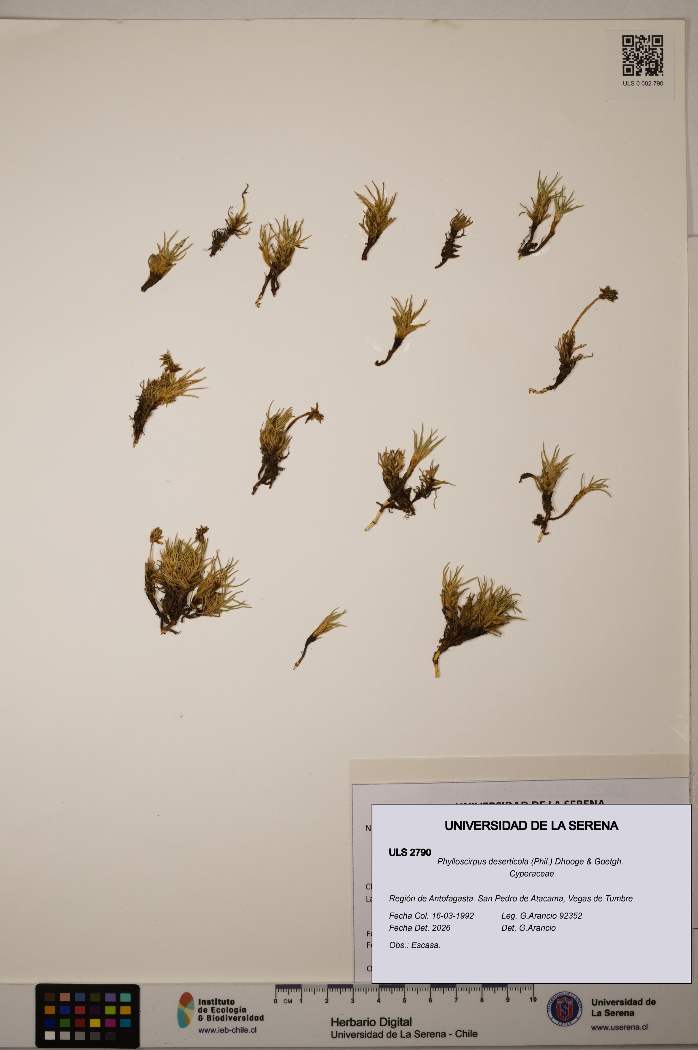 Phylloscirpus deserticola [Espécimen: ULS:ULS:0002790]