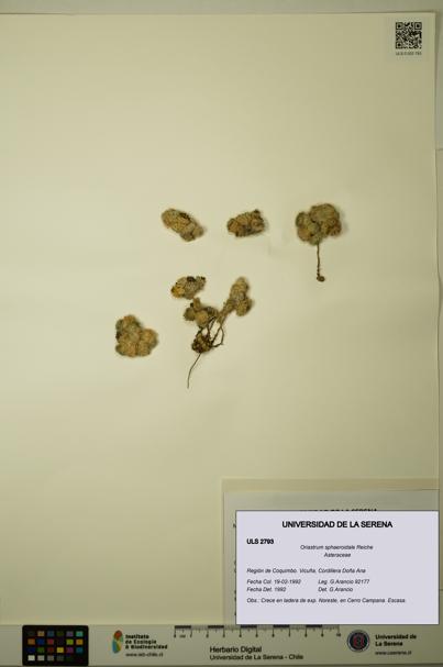 Oriastrum sphaeroidale [Espécimen: ULS:ULS:0002793]