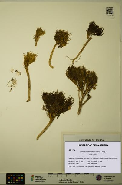 Senecio scorzonerifolius [Espécimen: ULS:ULS:0002796]