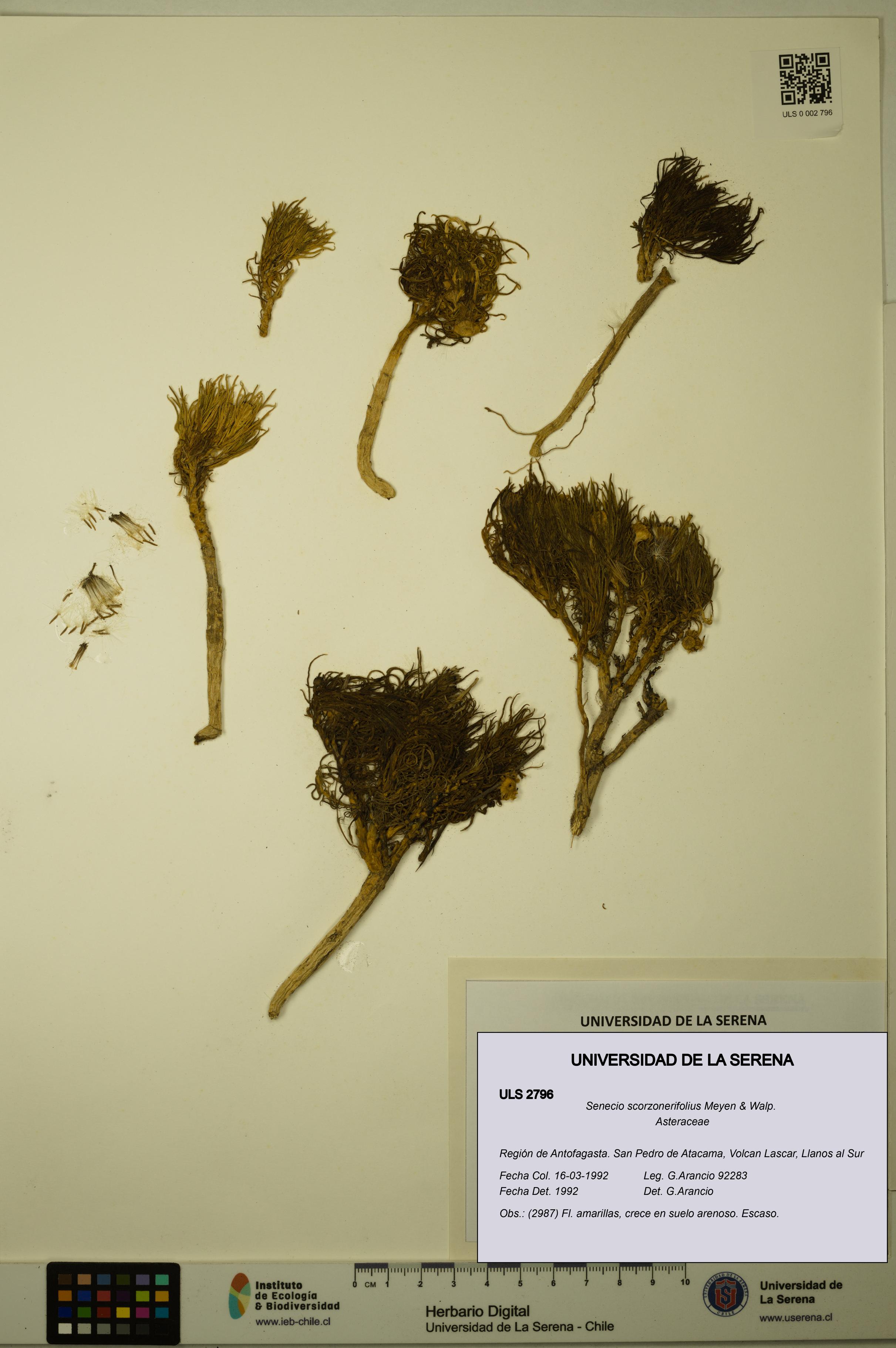 Senecio scorzonerifolius [Espécimen: ULS:ULS:0002796]