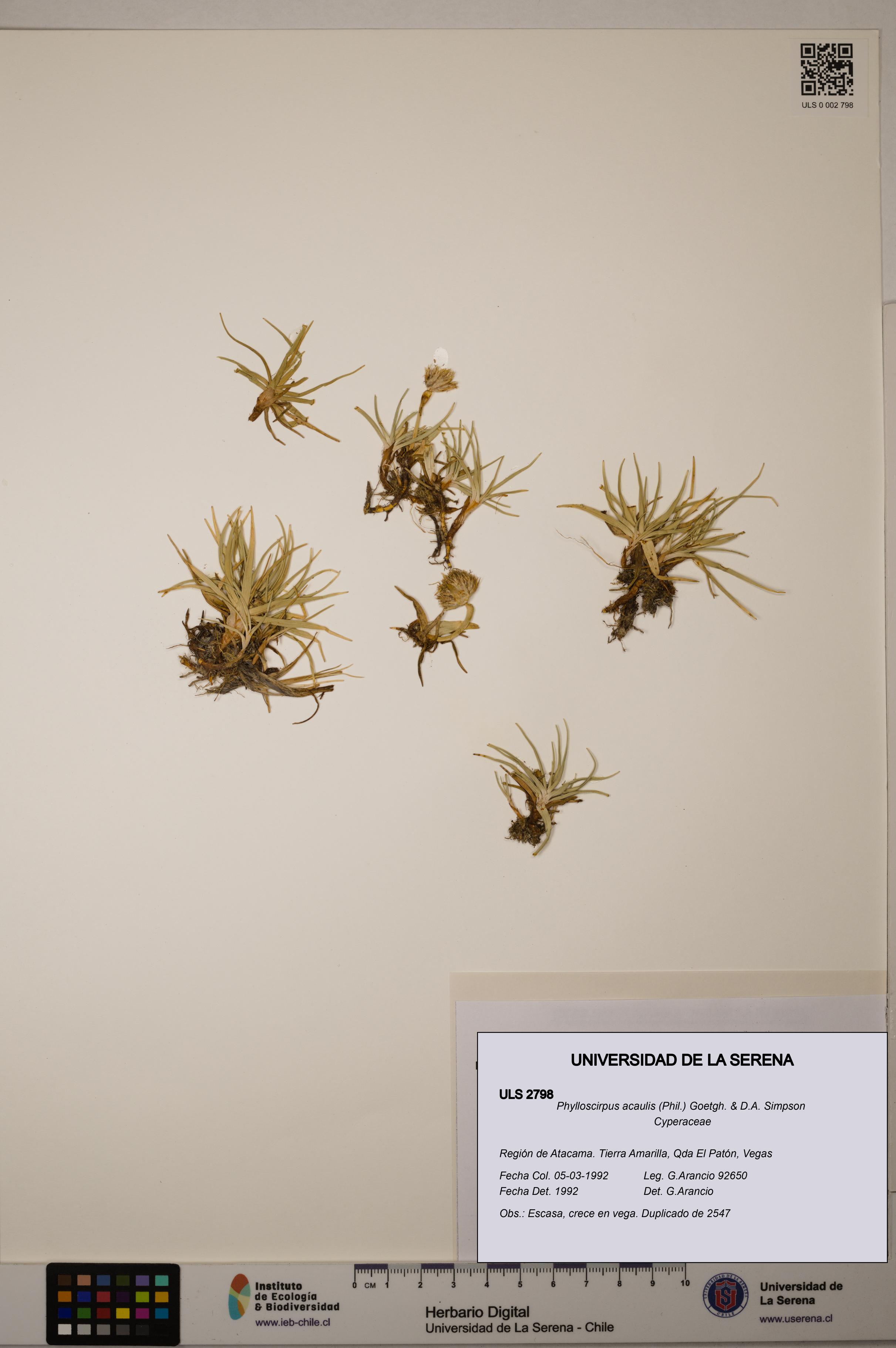 Phylloscirpus acaulis [Espécimen: ULS:ULS:0002798]