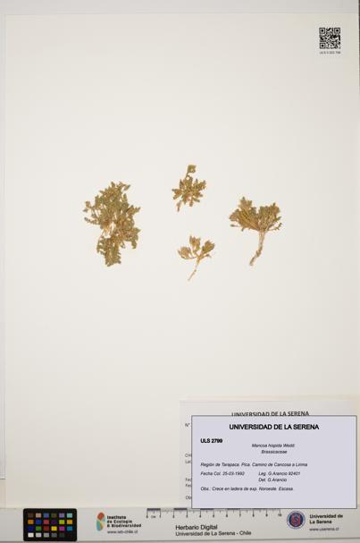 Mancoa hispida [Espécimen: ULS:ULS:0002799]